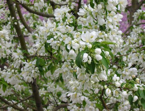 Solid state and Nanomaterial lab