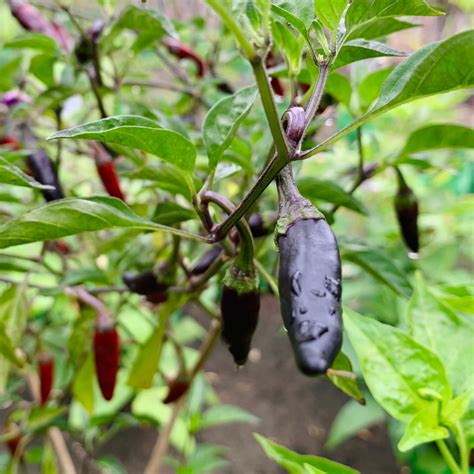 Royal Black Mulaku Seeds | Black Chilli – Mini's Lifestyle Store
