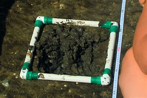 Image result for Free Science Lessons Using Quadrats