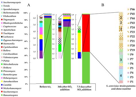 Colonization of Wild Saccharomyces cerevisiae Strains in a New Winery