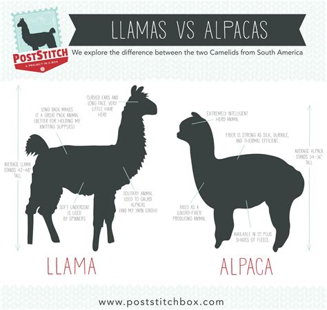 Difference Between Alpacas And Llamas