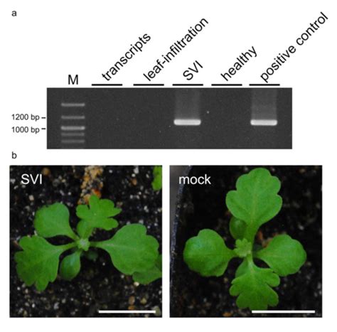 Virus-Induced Gene Silencing in Chrysanthemum seticuspe Using the ...
