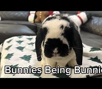 Image result for Bunnies Doing It