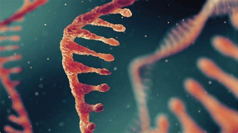 Image result for How RNA Work