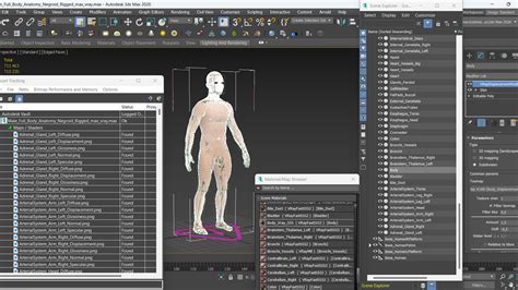3D Male Full Body Anatomy Negroid Rigged for Maya | 3D Molier International