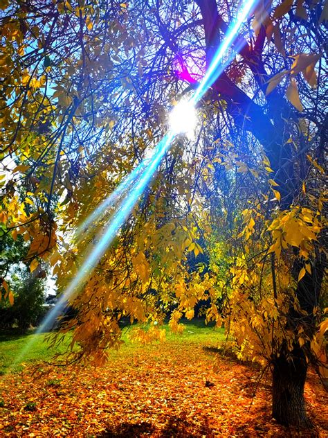 Beautiful autumn - HUAWEI Community