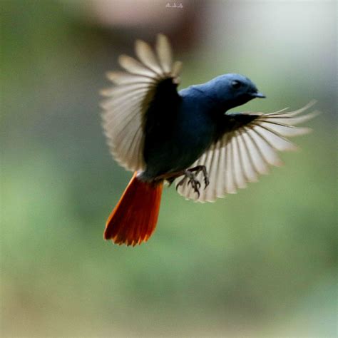 【北红尾鸲（4）——雌鸟摄影图片】生态摄影_太平洋电脑网摄影部落