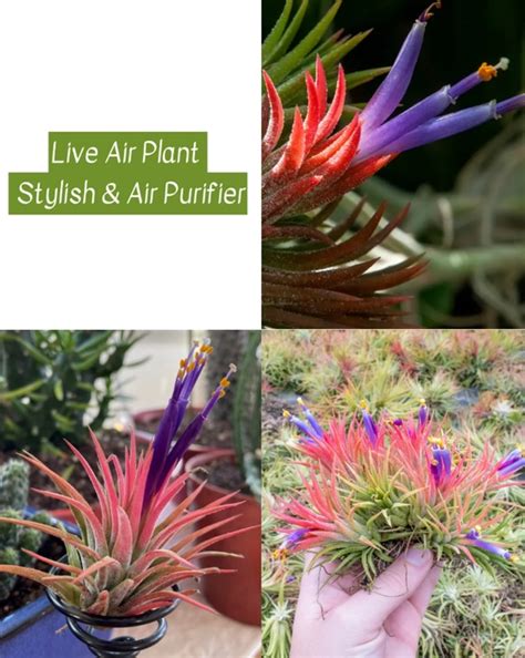 Air Plant Tillandsia Ionantha | Divine Blossoms Orchid Boutique