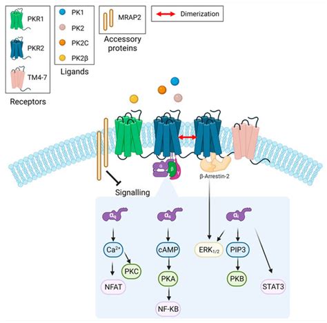 CIMB | Topical Collection : Feature Papers in Current Issues in ...