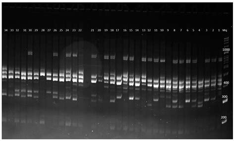 Molecular Identification of Genetic Diversity and Population Structure ...