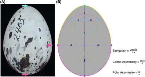 Image result for Egg Shell Shape
