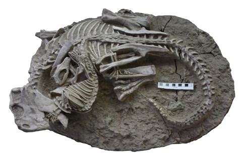 哺乳动物攻击恐龙，科学家发现罕见化石证据_新浪新闻