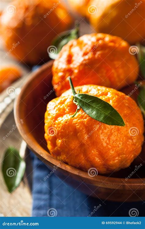 Raw Organic Gold Nugget Mandarin Oranges Stock Photo - Image of orange ...