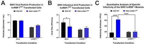 Binding of hnRNP I–vRNA Regulates Sindbis Virus Structural Protein ...