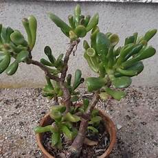 plante grasse comment entretenir la plante grasse crassula ovata plante grasse comment entretenir la plante grasse crassula ovata