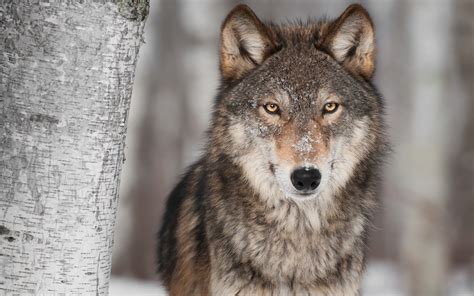 Lobos