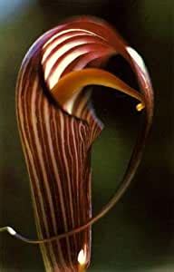 Radha Krishna Agriculture Amorphophallus bulbifer ( Snake Lily ...