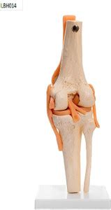 Labgo Skeletal Human KNEE Joint Model With Flexible Ligaments | Life ...