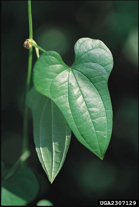 Chinese yam (Dioscorea polystachya Turcz.)