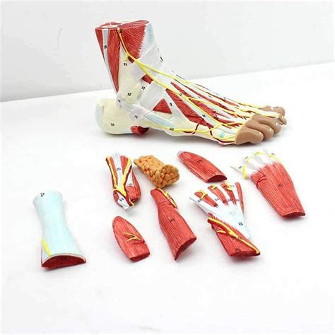Medical Models Foot Anatomy Model Regional Anatomy Of The Foot ...
