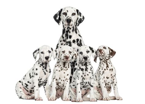 Spotted Dog Breeds | The Smart Dog Guide