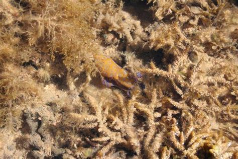 Image result for Blue-Ringed Octopus AdoptMe Tricks