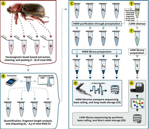 DNA Library Process 的图像结果