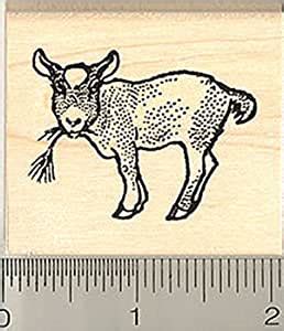 RubberHedgehog Pygmy Goat Kid Rubber Stamp : Amazon.in: Toys & Games