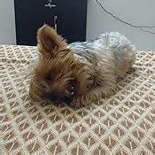 Buy Pet Dog Bone, 6 Pieces (3-inch) with Chicken Stick, 120 g Online at ...