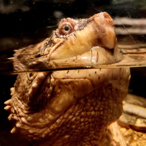 Common Snapping Turtle 的图像结果