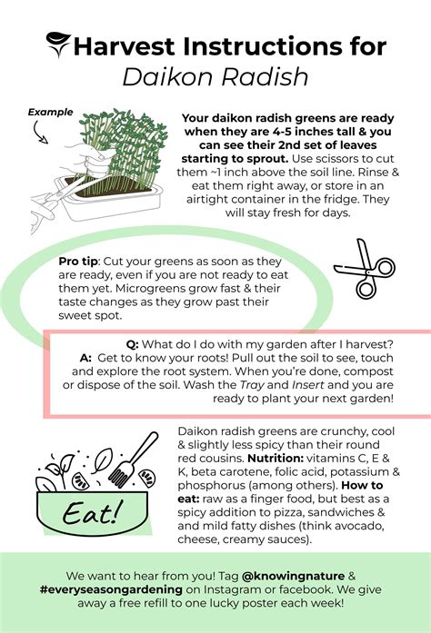 How to Grow and Harvest Daikon Radish Microgreens – KnowingNature
