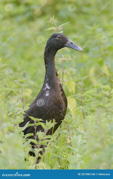 Indian Runner Duck stock photo. Image of beak, wildlife - 321982146