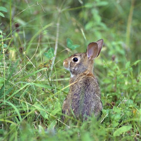 Behavior 104 For Animal Sanctuaries: Anti-Predator Behaviors - The Open Sanctuary Project