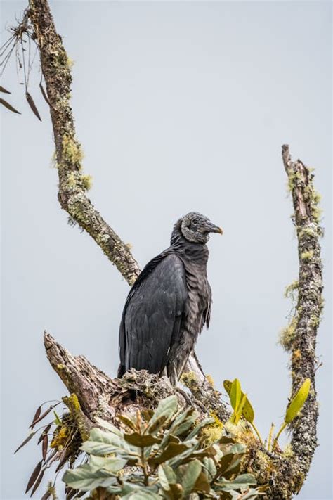 Image result for What Is a Chulo