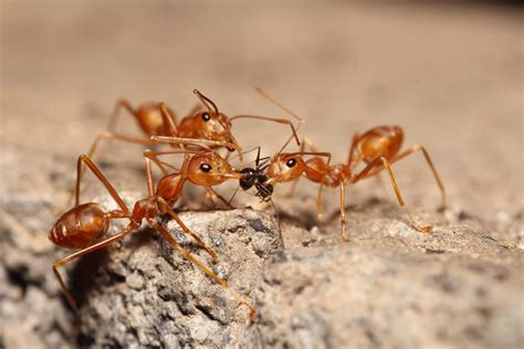 A Guide to Florida Ants | Excel Pest Services