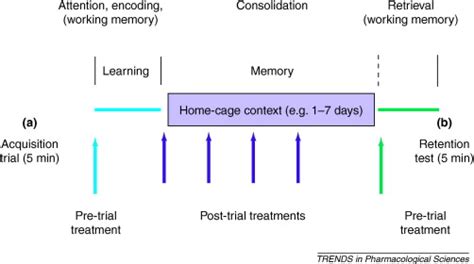 Image result for Memory Processing