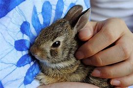 Image result for Fluffy Baby Bunnies Dressed Up