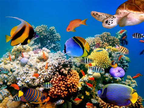 Download wallpaper fish, nature, turtle, the bottom of the sea, fish ...