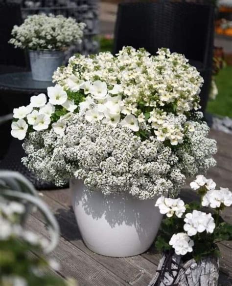 Image result for Runaway Bride Hortensie