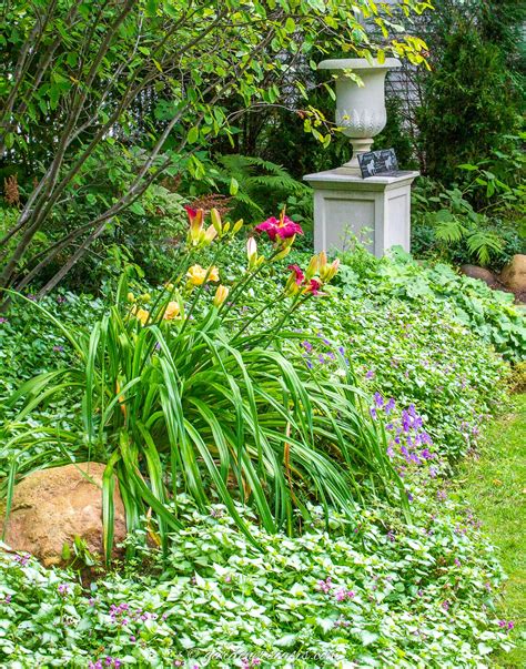 Evergreen Plants For Shade Garden Evergreen Groundcover Plants: 20
