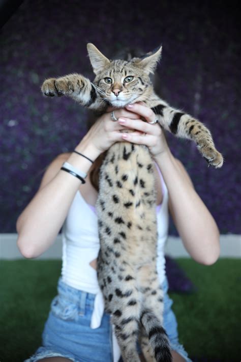 F1 Savannah Cats For Sale | F1 & F2 Savannah Kitten Breeder California ...