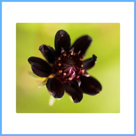 23 Brown Flower Names with Beautiful Pictures