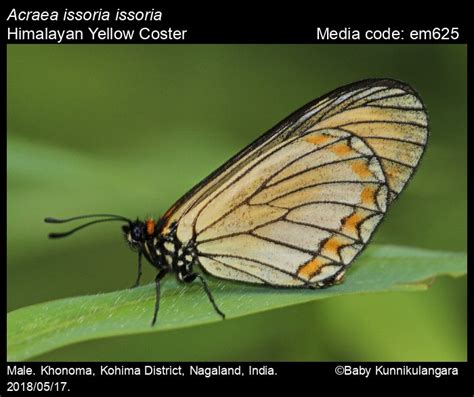 Acraea issoria | Butterfly