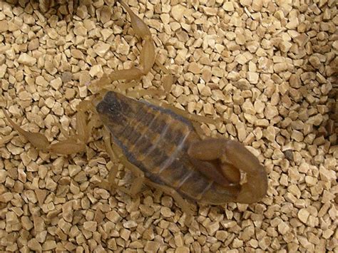 Wild Texas: 5 most common scorpions, habitats and more