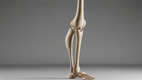 CGI 3D render of leg bones, focusing on the human knee joint, pain ...