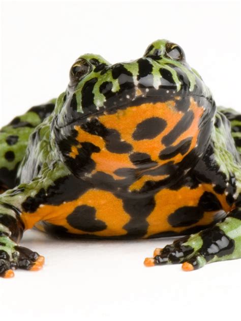 Fire Belly Toad - AMPHIPEDIA