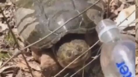 Turtle Almost Attacks Woman As She Offers It Water, Video Goes Viral