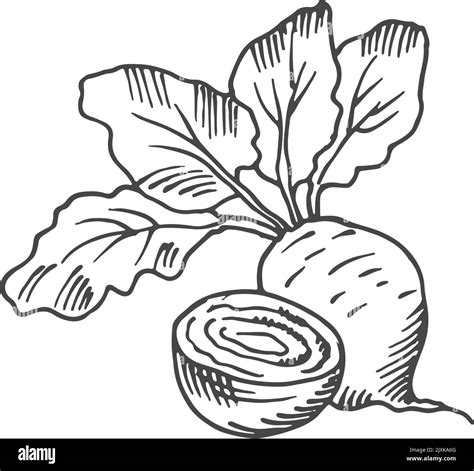 Beet root. Hand drawn cutted vegetable. Farm plant Stock Vector Image & Art - Alamy