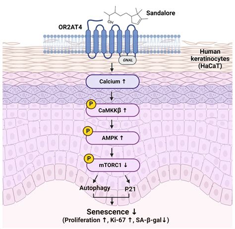 OR2AT4, an Ectopic Olfactory Receptor, Suppresses Oxidative Stress ...