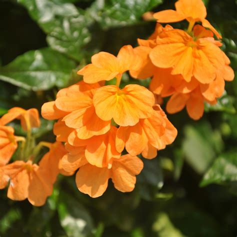 Amazon.com : Orange Crossandra Plant Live, 3 to 5 Inches Tall Orange ...